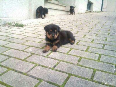 cachorros de rottweiler