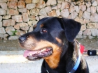 ComPro RottWeiller Hembra Pura POr No Mas De 300 Euros - mejor precio | unprecio.es