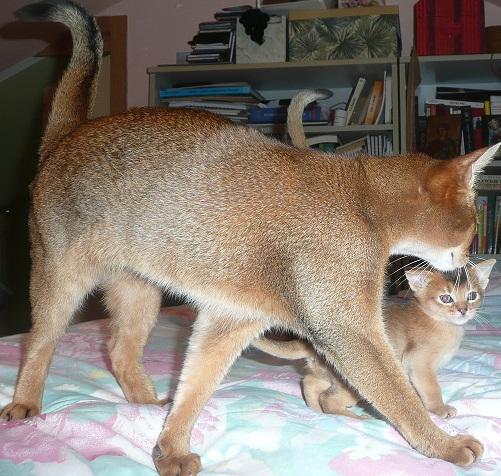 Gatita abisinia