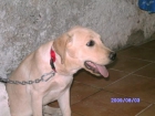 labrador macho de 4 meses en color canela con pedigri - mejor precio | unprecio.es