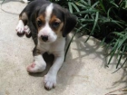 libre cachorros beagle gratis - mejor precio | unprecio.es