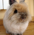 PRECIOSO CONEJO MACHO  BELIER EN ADOPCIÓN - mejor precio | unprecio.es