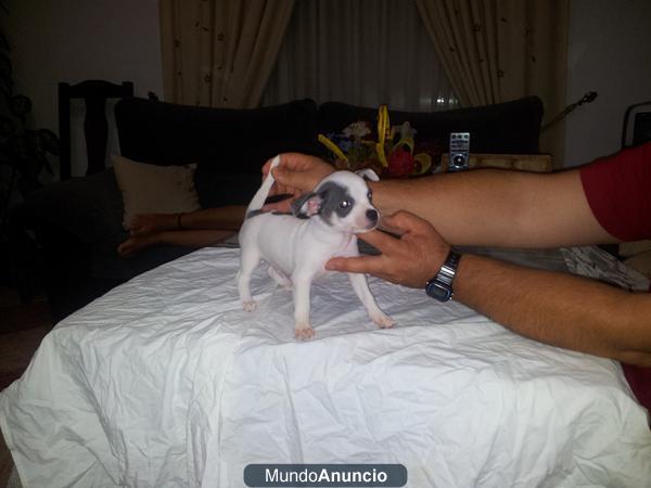 preciosos chihuahuas con pedigri