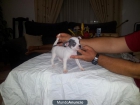 preciosos chihuahuas con pedigri - mejor precio | unprecio.es