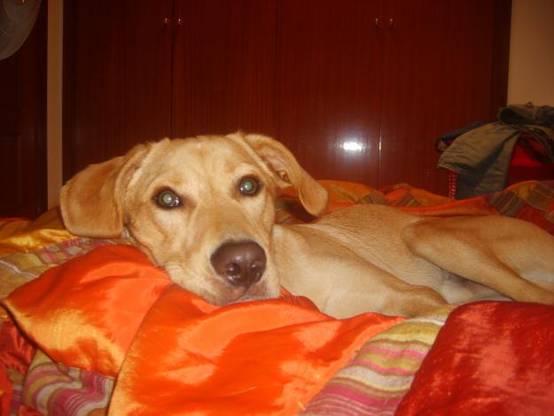 REGALO PERRITO DE 9 MESES!!!!