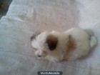 se vende cachorro de bichon maltes con pekines - mejor precio | unprecio.es