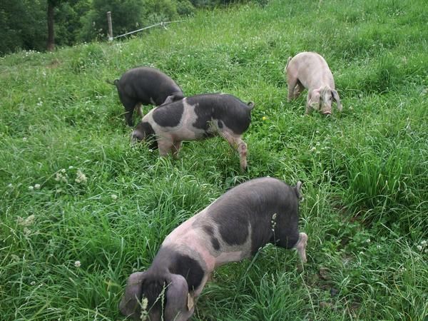 Se venden cerdos celtas (Porcos celtas)