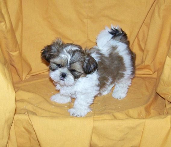 SHIH TZU - EXCELENTE CAMADA DE PURA RAZA