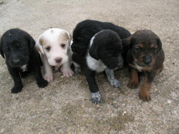 urgente: regalo camada de cachorros