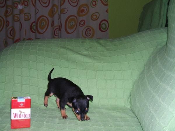 vendo cachorros de pinscher miniatura