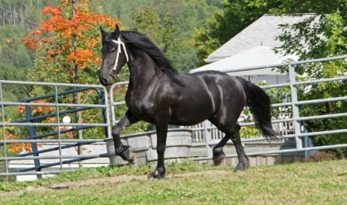 magníficos caballos en busca de un nuevo propietario.