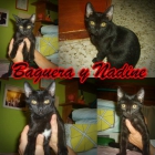 BAGUERA Y NADINE. Dos pequeñas panteritas en adopción. - mejor precio | unprecio.es