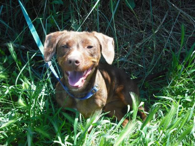 7 Perritos pequeños monisimos en adopcion ideal para piso