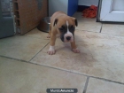 American Stanford Terrier - mejor precio | unprecio.es