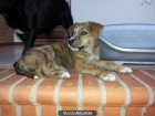 CACHORRITOS de tres meses buscan una familia que los quiera - mejor precio | unprecio.es