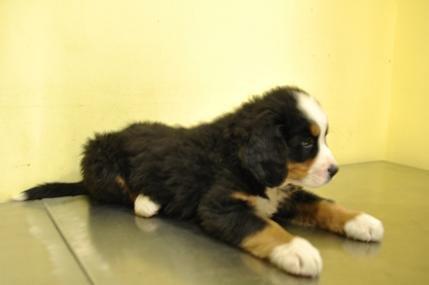 Cachorros de boyero de berna