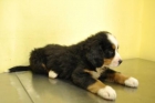 Cachorros de boyero de berna - mejor precio | unprecio.es