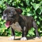 Cachorros de Bulldog Frances - mejor precio | unprecio.es