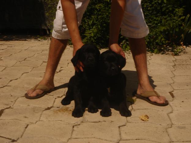 CACHORROS DE LABRADOR NEGRO 500€
