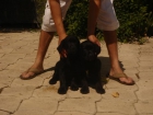 CACHORROS DE LABRADOR NEGRO 500€ - mejor precio | unprecio.es
