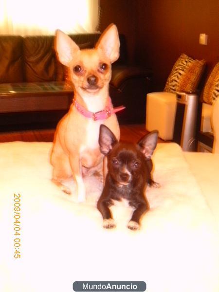 CHIHUAHUA  MINI