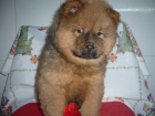 CHOW CHOW tu mejor amigo - mejor precio | unprecio.es