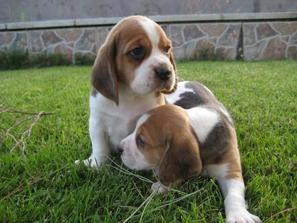 IMPRESONANTES BEAGLES