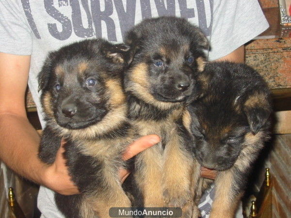 Pastores alemanes,cachorros de gran belleza.