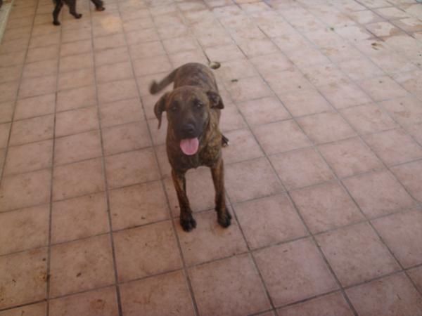 regalo perra mestiza de boxer