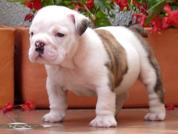 Se ofrece bulldog ingles para montas