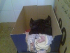 Se regalan dos gatitos huerfanos de un mes aproximado - mejor precio | unprecio.es