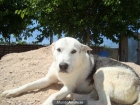 Steve cruce de perro nórdico en adopción - mejor precio | unprecio.es