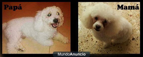 bichon frise