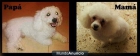 bichon frise - mejor precio | unprecio.es