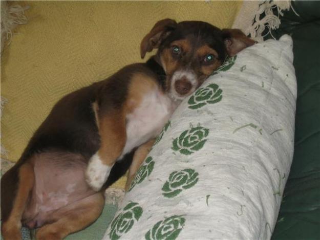 Cachorrita de 4 meses en adopcion