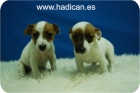 Cachorritos de Jack Rusell con 2 meses y todas susu garantias. - mejor precio | unprecio.es