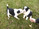 Cachorros Border Collie - mejor precio | unprecio.es
