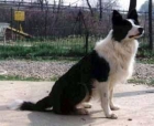 cachorros de border collie, - mejor precio | unprecio.es