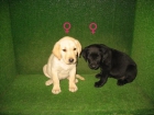 CACHORROS DE LABRADOR COLORES NEGRO Y DORADO 190 - mejor precio | unprecio.es