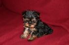 CACHORROS YORKSHIRE TERRIER ENANO A 400E+GARANTIA - mejor precio | unprecio.es