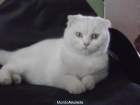 Gatitos SCOTTISH FOLD Y STRAIGHT - mejor precio | unprecio.es