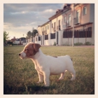 Jack Russell , disponible para entrega , muy alegre y juguetona , fotos reales - mejor precio | unprecio.es