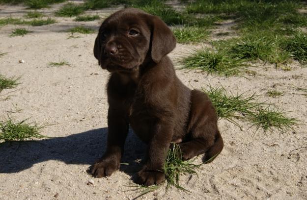 Labrador chocolate con LOE de la RSCE