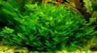 Monosolenium - mejor precio | unprecio.es
