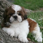 Shih TZU cachorritos - mejor precio | unprecio.es