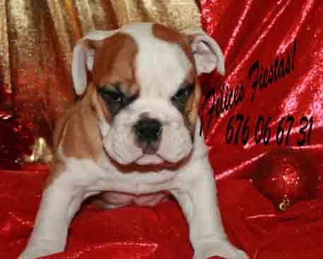 Tu  Bulldog Inglés a un precio estupendo