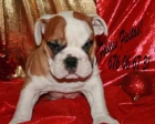 Tu  Bulldog Inglés a un precio estupendo - mejor precio | unprecio.es