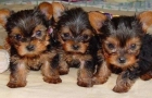 yorkshire, excelentes cachorros.pedegree - mejor precio | unprecio.es