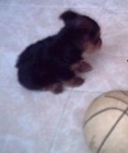 YORKSHIRE TERRIER MINI TOY - mejor precio | unprecio.es