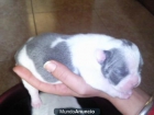 BULLDOG FRANCÉS GRIS... SE VENDEN - mejor precio | unprecio.es